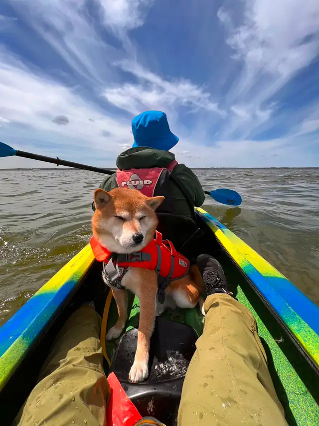 Toronto Best Kayaking on Lake Simcoe ☀️$25 - Photo 3