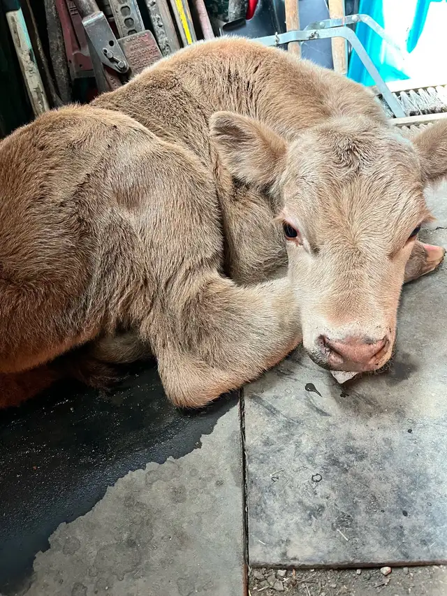 bottle calf