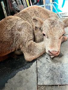 bottle calf