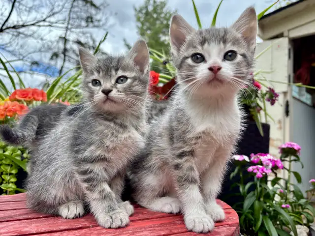 HALF PERSIAN KITTENS $260 - Pickering