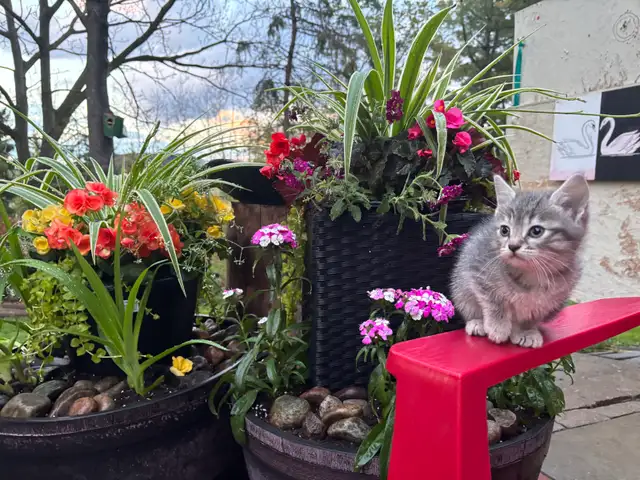 HALF PERSIAN KITTENS $260 - Pickering - Photo 6