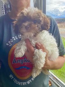 Chiot caniche miniature