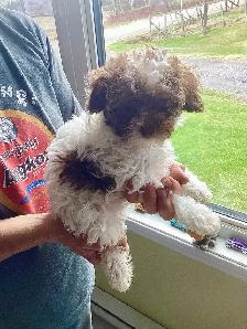 Chiot caniche miniature - Photo 3