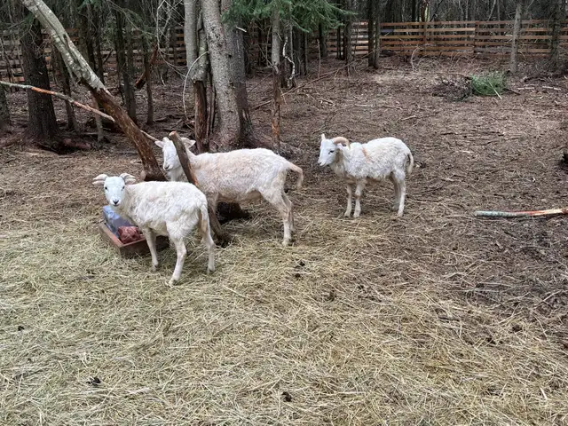 wether hair sheep