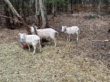 wether hair sheep