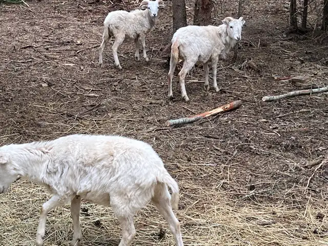 wether hair sheep - Photo 2