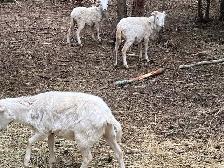 wether hair sheep - Photo 2