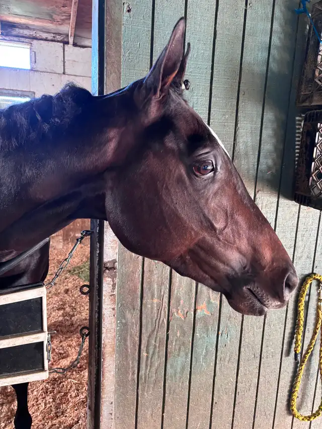 Full time  groom position at Assiniboia downs