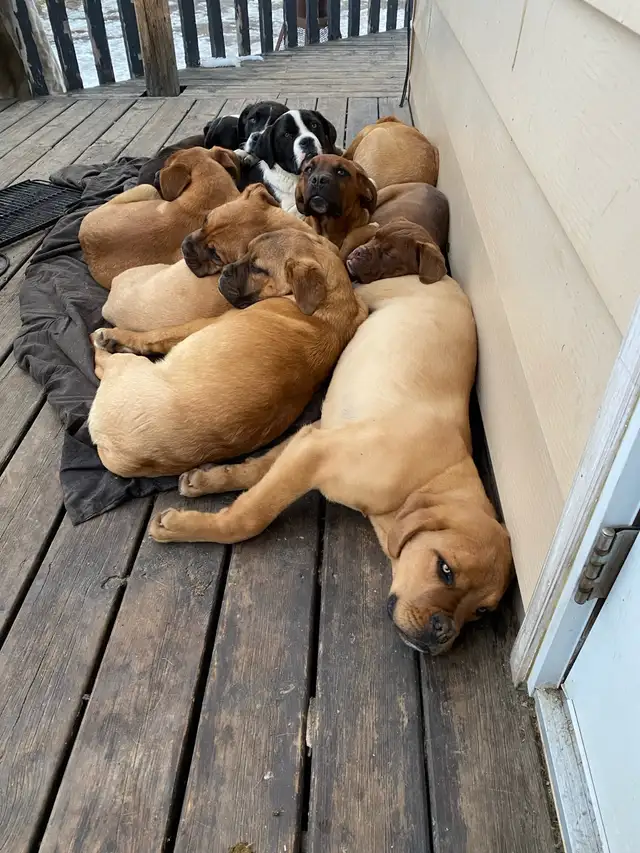 French mastiff crossed with blue heeler - Photo 2
