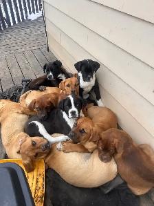 French mastiff crossed with blue heeler - Photo 3