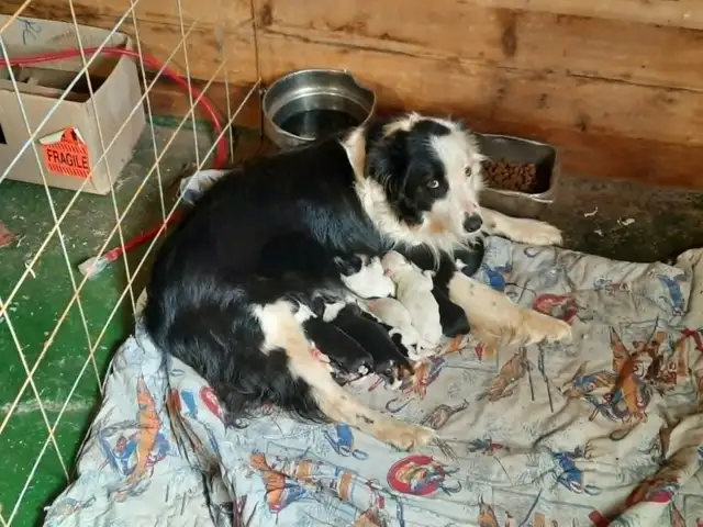 chiots border collie males et femelles