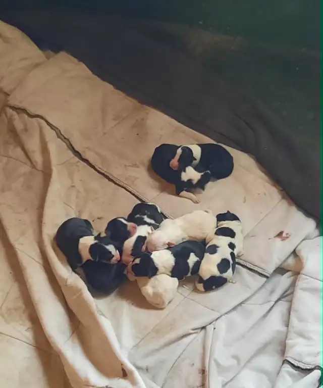chiots border collie males et femelles - Photo 2