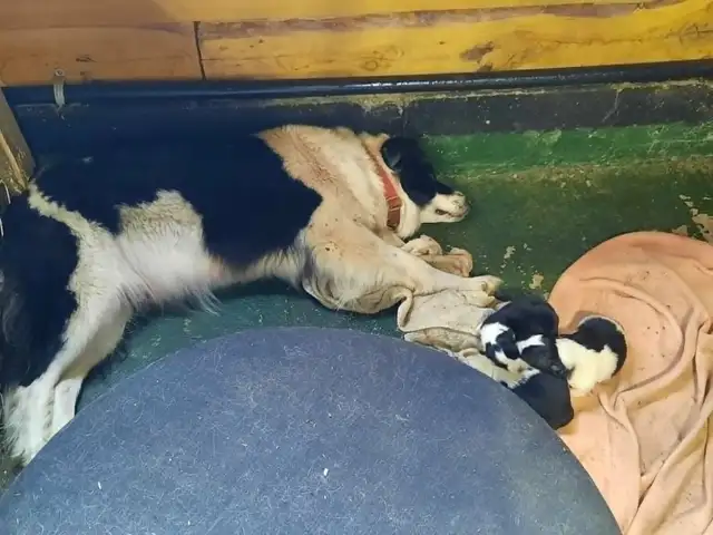 chiots border collie males et femelles - Photo 3