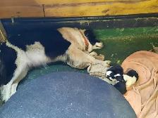 chiots border collie males et femelles - Photo 3