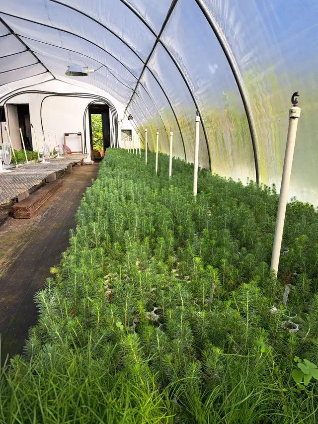Conifer Seedlings for Sale