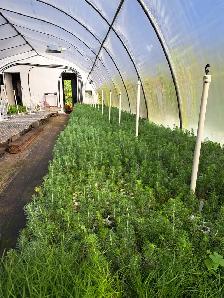 Conifer Seedlings for Sale
