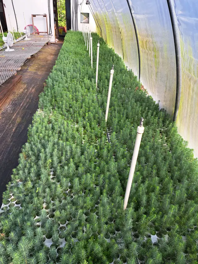Conifer Seedlings for Sale - Photo 2