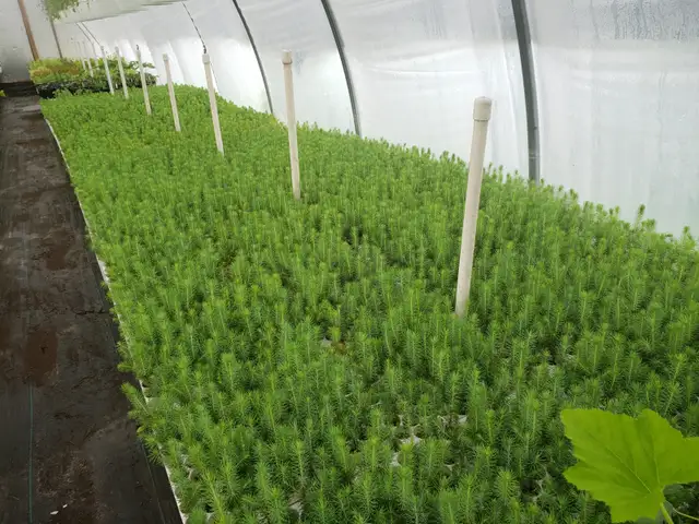 Conifer Seedlings for Sale - Photo 3