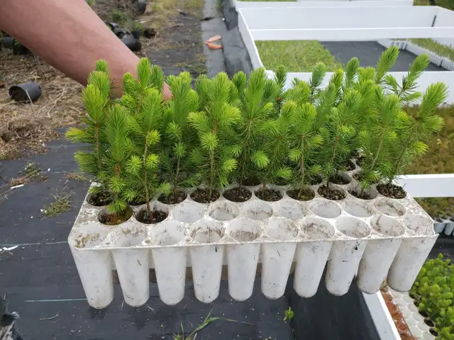 Conifer Seedlings for Sale - Photo 4