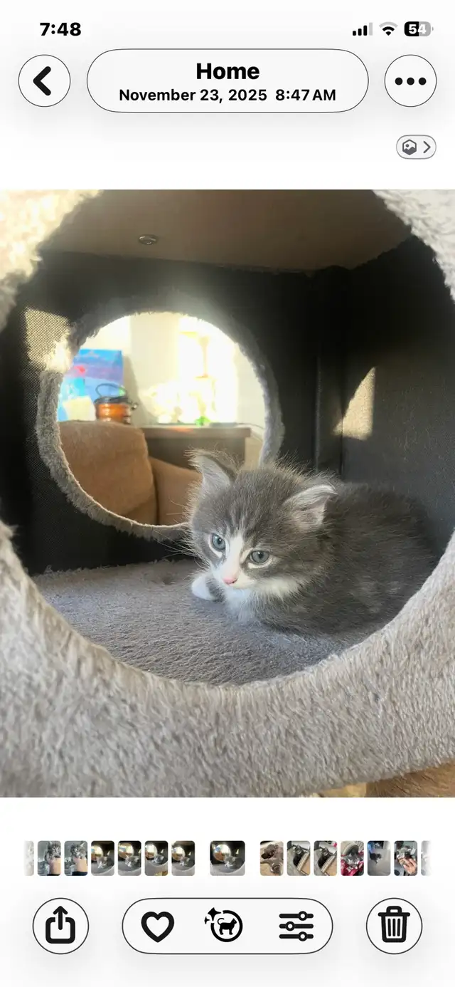 adorable kittens available