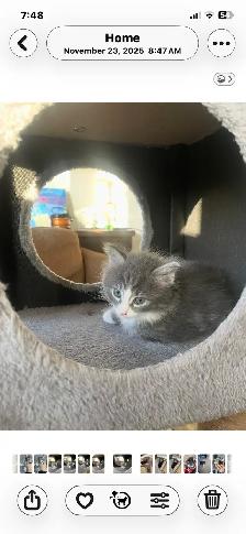 adorable kittens available