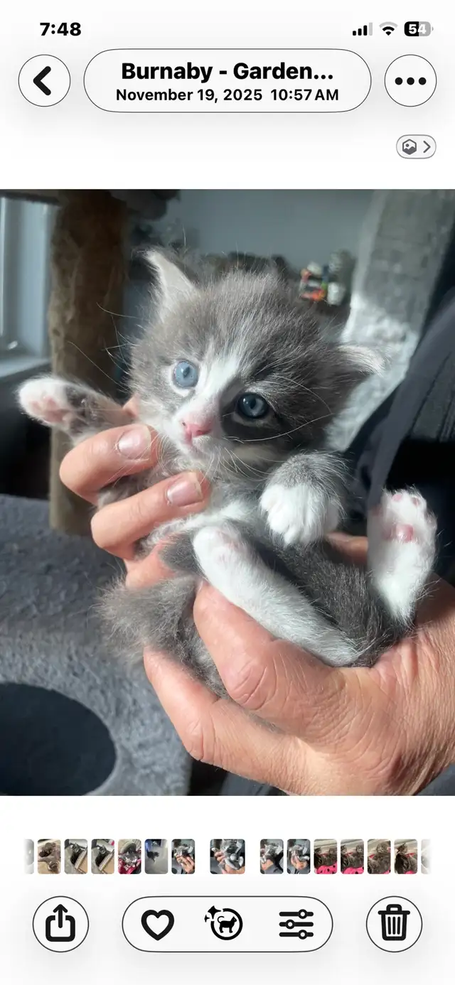 adorable kittens available - Photo 2