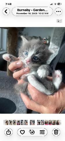 adorable kittens available - Photo 2