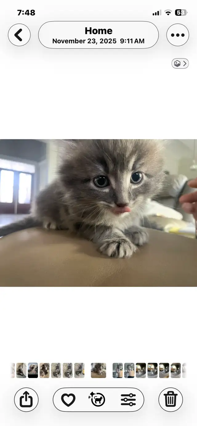 adorable kittens available - Photo 3