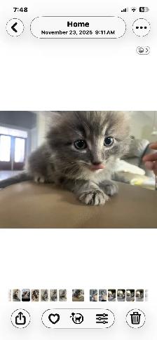 adorable kittens available - Photo 3