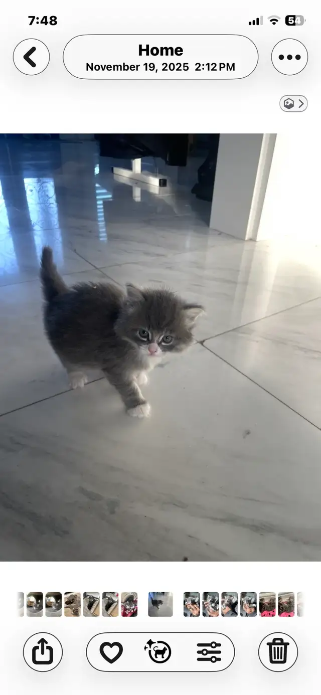 adorable kittens available - Photo 4