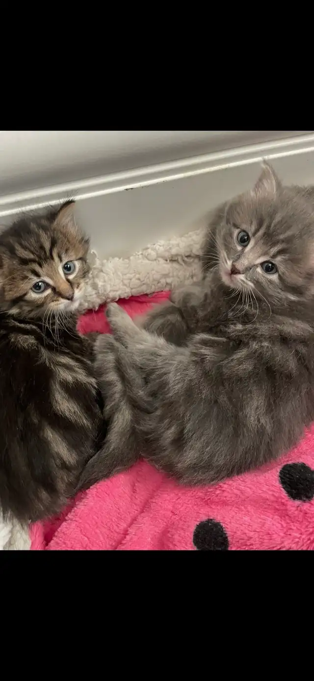 adorable kittens available - Photo 5