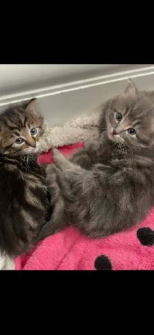 adorable kittens available - Photo 5