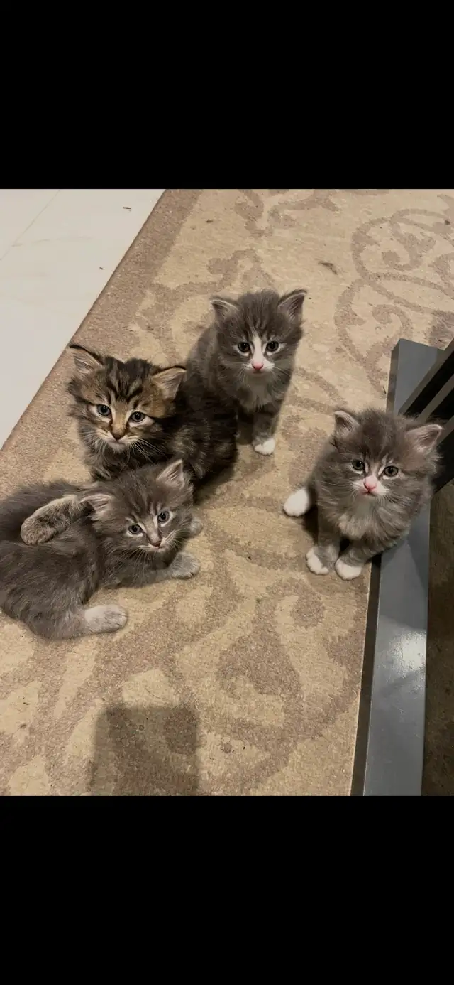 adorable kittens available - Photo 6