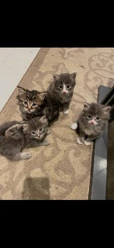 adorable kittens available - Photo 6