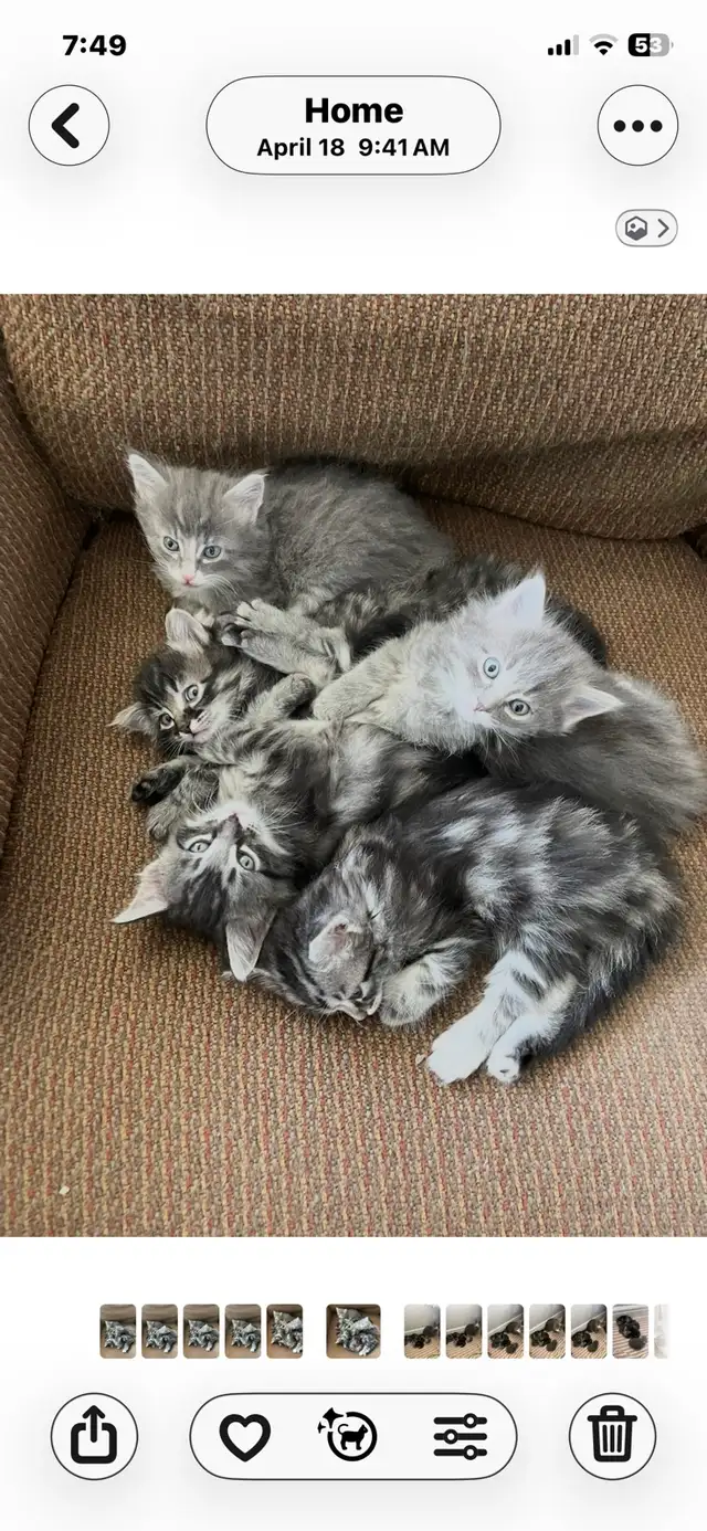 adorable kittens available - Photo 7