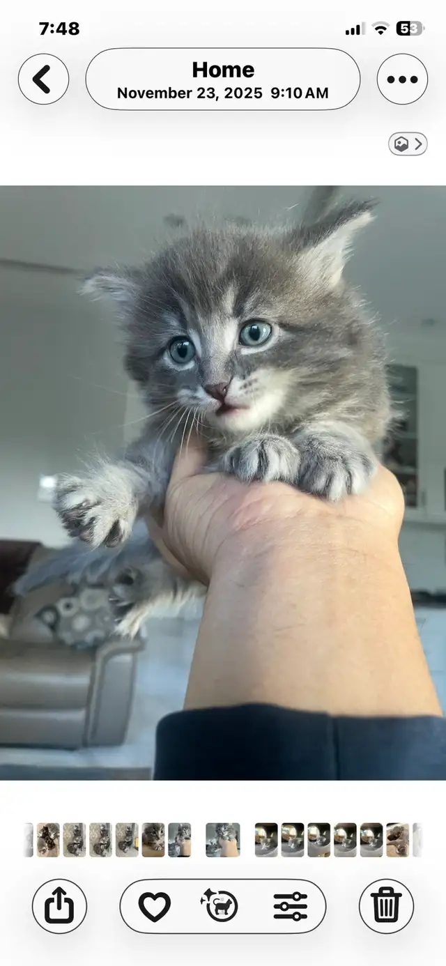 adorable kittens available - Photo 8