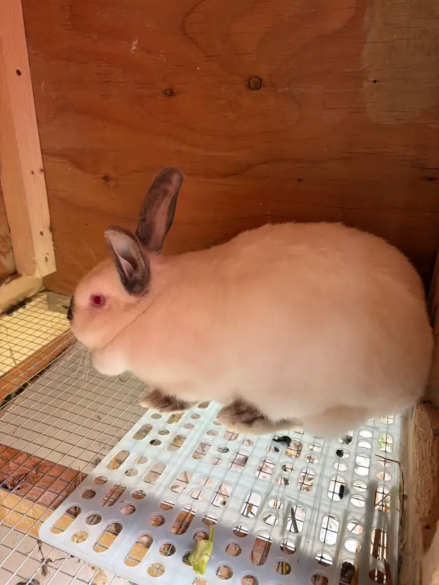 White rabbit, red eyes