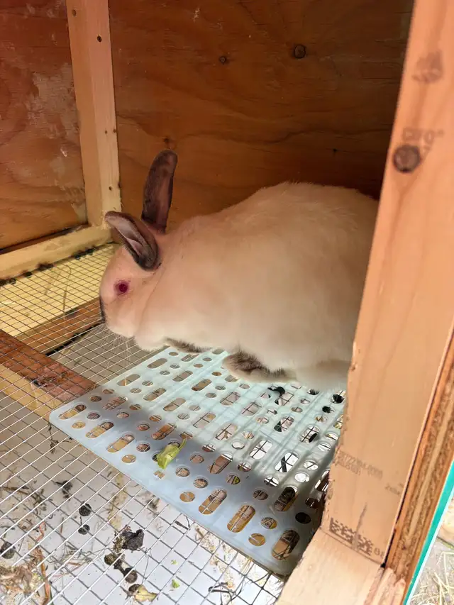 White rabbit, red eyes - Photo 2