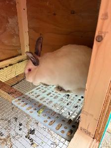 White rabbit, red eyes - Photo 2