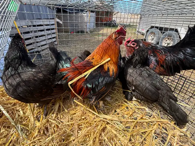 Banti Laying Hens and Trio’s For Sale