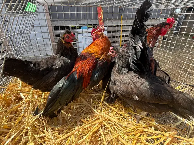 Banti Laying Hens and Trio’s For Sale - Photo 2