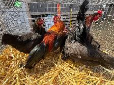 Banti Laying Hens and Trio’s For Sale - Photo 2