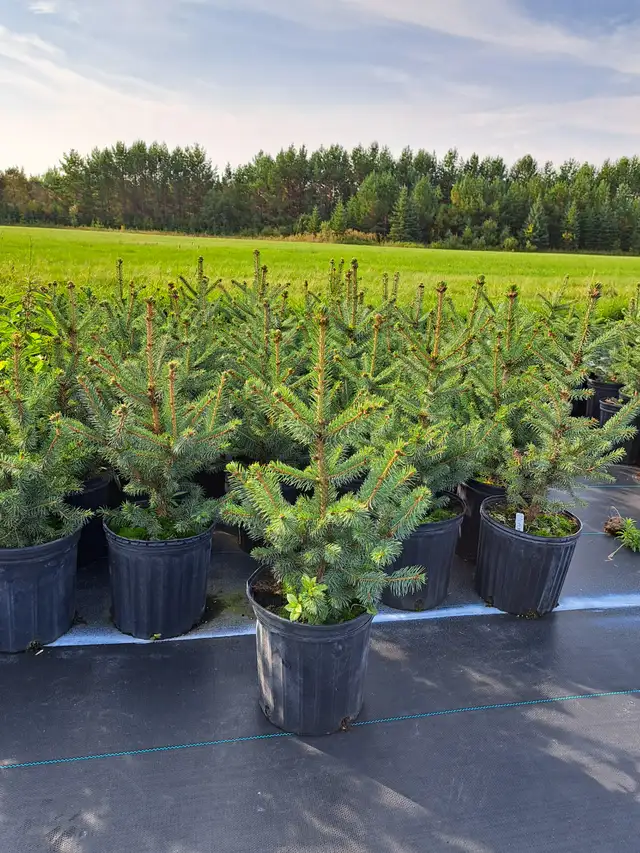 Container Grown Evergreen Trees for Sale