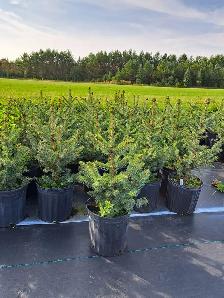 Container Grown Evergreen Trees for Sale