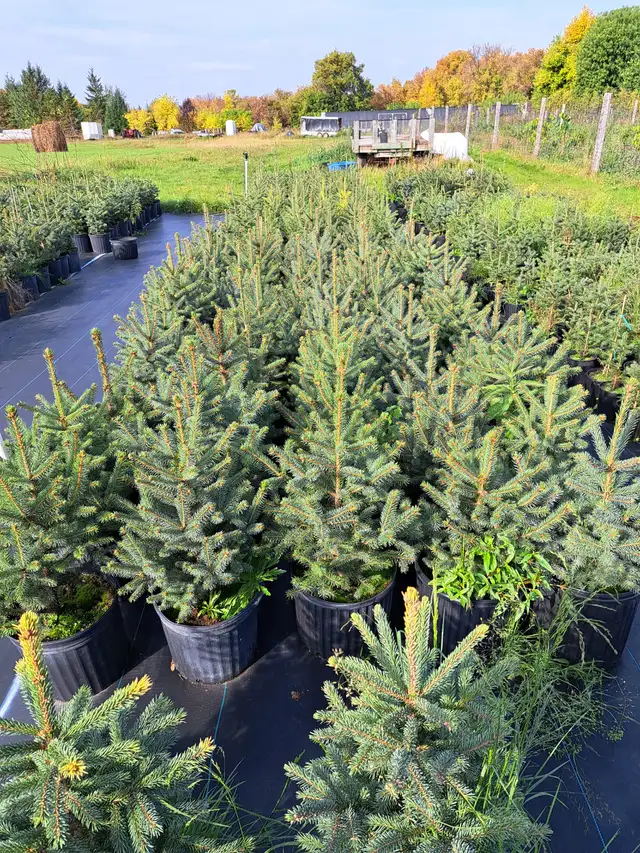 Container Grown Evergreen Trees for Sale - Photo 2