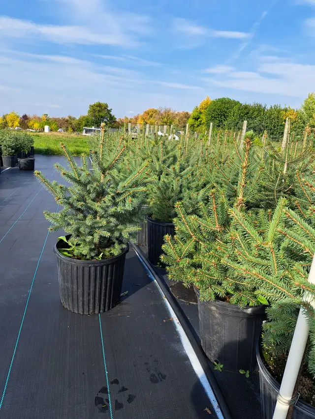 Container Grown Evergreen Trees for Sale - Photo 3