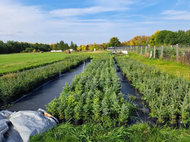 Container Grown Evergreen Trees for Sale - Photo 4