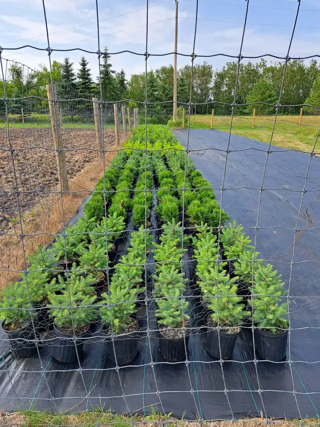 Container Grown Evergreen Trees for Sale - Photo 5