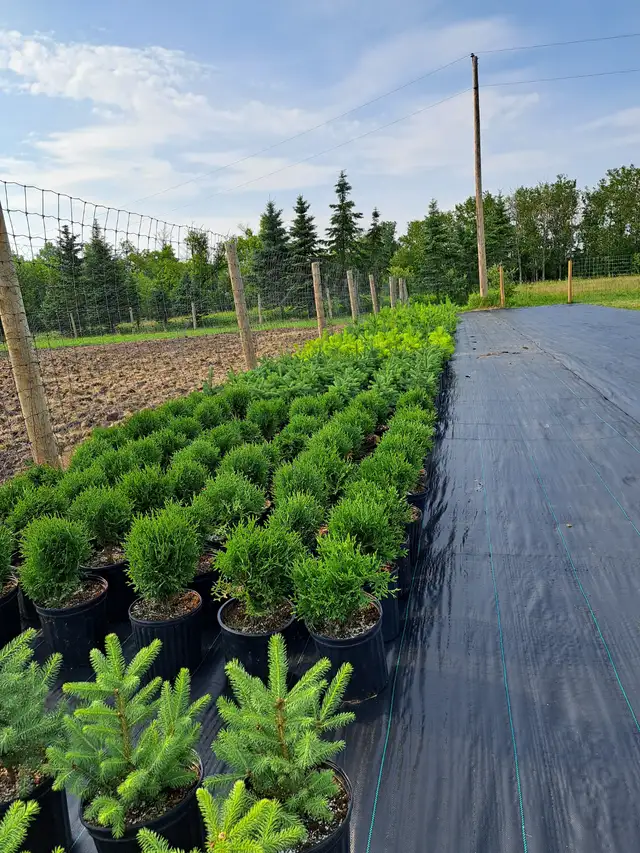 Container Grown Evergreen Trees for Sale - Photo 6