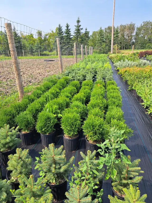 Container Grown Evergreen Trees for Sale - Photo 7